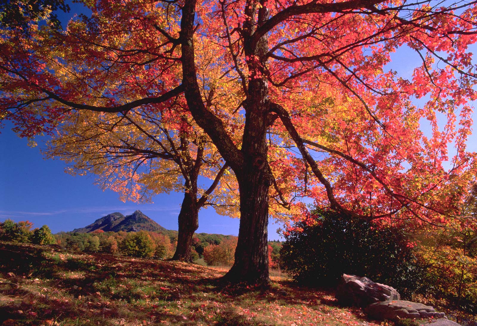 Blowing Rock Area Guide and Things to Do near The Village Inns